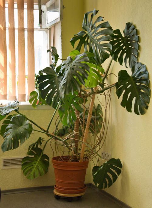 monstera web